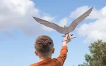 Real flying rc Toothless, How to train your Dragon-12